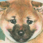 赤柴犬の色鉛筆画