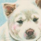 白柴犬の色鉛筆画