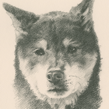 柴犬の肖像画
