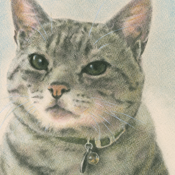 サバトラ猫の肖像画