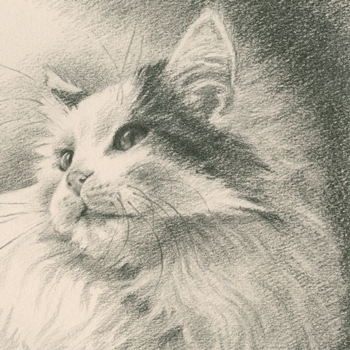猫／メインクーンの肖像画