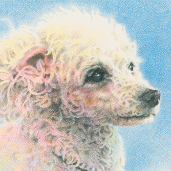 犬／プードルの肖像画