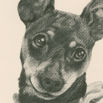 犬／トイ・マンチェスター・テリアの肖像画