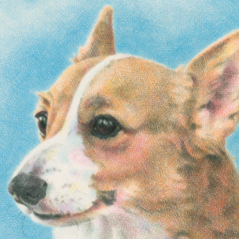 犬／ウェルシュ・コーギー・ペンブロークの肖像画