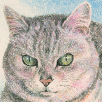雑種猫〜薄灰トラ長毛猫の肖像画