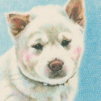 犬／白柴の肖像画