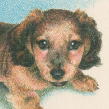 犬／ダックスフンドの肖像画