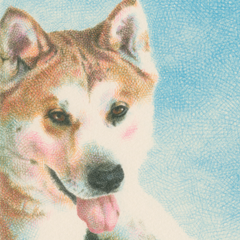 秋田犬の肖像画