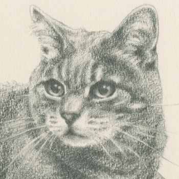 猫の肖像画