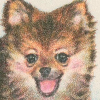犬／ポメラニアンの肖像画