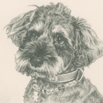 犬／ミニチュア・シュナウザーの肖像画