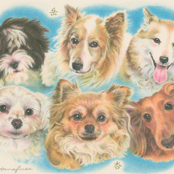 犬／狆×マルチーズ、シェルティ、ミックス、マルチーズ、チワワ、ミニダックスフンドの肖像画