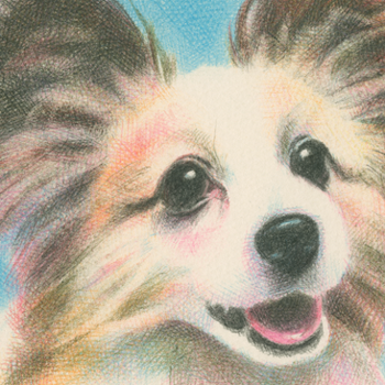 犬／パピヨンの肖像画