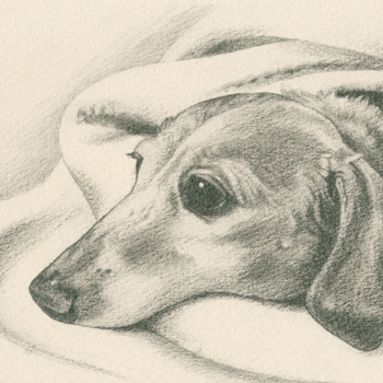 犬／ダックスフンドの肖像画
