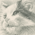 猫の肖像画（鉛筆画）