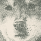 柴犬の鉛筆画