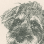 犬の肖像画（鉛筆画）