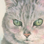 雑種猫〜薄灰トラ長毛猫の色鉛筆画